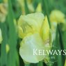 Iris 'Lemon Ice' (TB)
