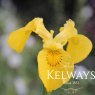 Iris pseudacorus