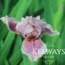 Iris 'Raspberry Blush' (IB)