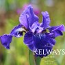 Iris 'Berlin Ruffles' (Sib)