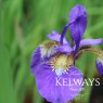 Iris 'Caesar's Brother' (Sib)