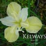 Iris 'Dreaming Yellow' (Sib)