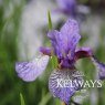 Iris 'Flight of Butterflies' (Sib)