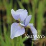 Iris 'Perry's Blue' (Sib) (2 litre pot)