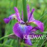 Iris 'Sparkling Rose' (Sib)