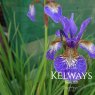 Iris 'Tropic Night' (Sib)