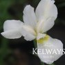 Iris 'White Swirl' (Sib)