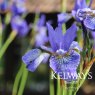Iris 'Blue King' (Sib)