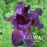 Iris 'Superstition' (TB)