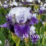 Iris 'Templecloud' (IB)