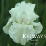 Iris 'Winter Olympics' (TB) (3 litre pot)