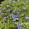 Lobelia pedunculata 'County Park'