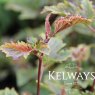 Itea virginica 'Henry's Garnet'