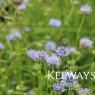 Jasione montana (2 litre pot)