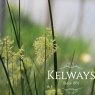 Juncus effusus