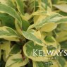 Kadsura japonica 'Variegata' (v)