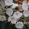 Kalmia latifolia (3 litre pot)