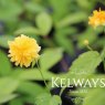 Kerria japonica 'Pleniflora' (d) (3 litre pot)