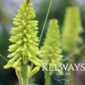 Kniphofia 'Lemon Popsicle' PBR (Popsicle Series)