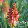 Kniphofia 'Papaya Popsicle' (Popsicle Series)