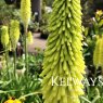 Kniphofia 'Percy's Pride'