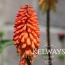 Kniphofia 'Royal Castle'