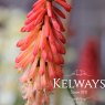 Kniphofia 'Strawberries and Cream'