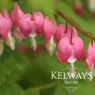 Lamprocapnos spectabilis