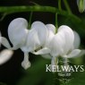 Lamprocapnos spectabilis 'Alba'