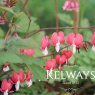 Lamprocapnos spectabilis Valentine ('Hordival' PBR)