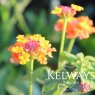 Lantana 'Miss Huff'