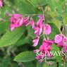 Lespedeza thunbergii