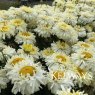 Leucanthemum x supernum 'Real Charmer' PBR (Realflor Medium Series)