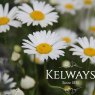 Leucanthemum vulgare