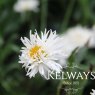 Leucanthemum x superbum 'Engelina' PBR