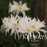 Leucanthemum x superbum 'Phyllis Smith'
