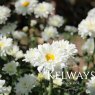Leucanthemum x superbum 'Victorian Secret' PBR