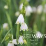 Leucojum aestivum 'Gravetye Giant' (7 bulbs)