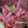 Leucothoe SCARLETTA ('Zeblid') (3 litre pot)