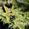 Leycesteria formosa Golden Lanterns ('Notbruce' PBR)