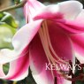 Lilium Anastasia (2 bulbs)