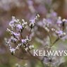 Limonium coriarium