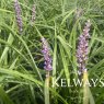 Liriope muscari 'Big Blue' (3 litre pot)