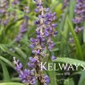 Liriope muscari 'Big Blue' (3 litre pot)