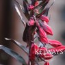 Lobelia cardinalis 'Queen Victoria'