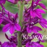 Lobelia x speciosa 'Hadspen Purple' PBR
