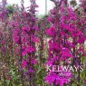 Lobelia x speciosa 'Tania'