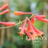 Lonicera x brownii 'Dropmore Scarlet'