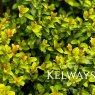 Lonicera ligustrina var. yunnanensis 'Baggesen's Gold'