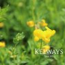 Lotus corniculatus